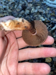 Cortinarius ursus