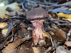 Cortinarius ursus