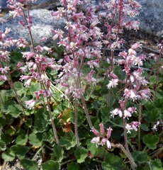 Heuchera hirsutissima