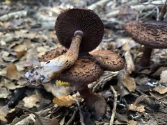 Cortinarius ursus