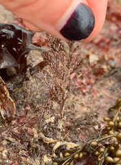 Odonthalia floccosa