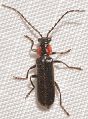 Rhagonycha excavata