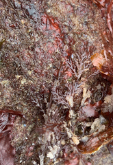 Odonthalia floccosa