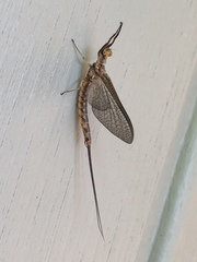 Hexagenia bilineata