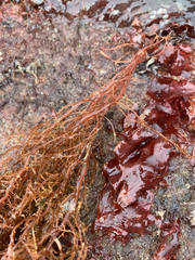 Cumathamnion decipiens