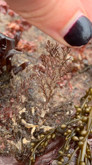 Odonthalia floccosa