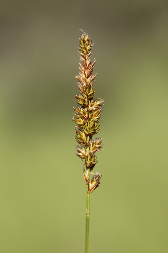 Image of Carex sartwellii by (c) Quinten Wiegersma, some rights reserved (CC BY)