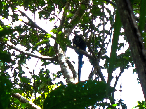 White-chested Titi