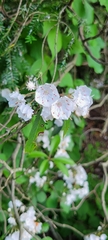 Kalmia latifolia