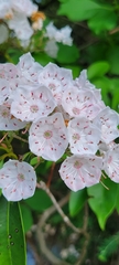 Kalmia latifolia