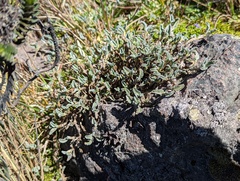 Astragalus geminiflorus