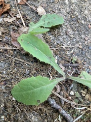 Lactuca hirsuta