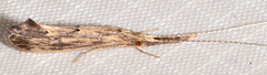 Oecetis cinerascens