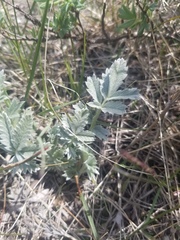 Potentilla effusa