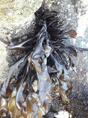 Mazzaella laminarioides