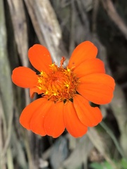 Pseudogynoxys chenopodioides