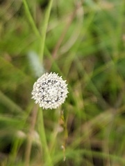 Lachnocaulon