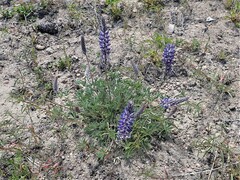 Lupinus caudatus caudatus