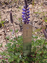 Lupinus caudatus caudatus