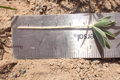 Lupinus caudatus caudatus