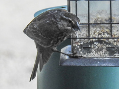 Agelaius phoeniceus