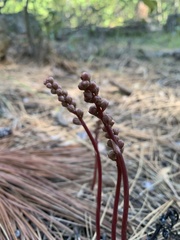 Pyrola aphylla