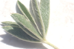 Lupinus caudatus caudatus