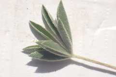 Lupinus caudatus caudatus