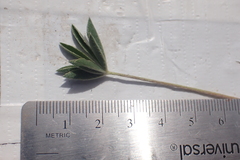 Lupinus caudatus caudatus