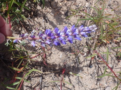 Lupinus caudatus caudatus