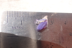 Lupinus caudatus caudatus