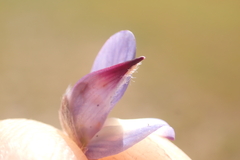 Lupinus caudatus caudatus