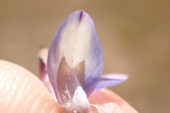 Lupinus caudatus caudatus