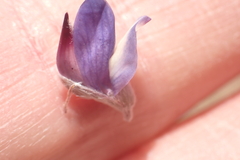 Lupinus caudatus caudatus