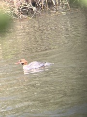 Mergus merganser