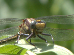 Phanogomphus descriptus