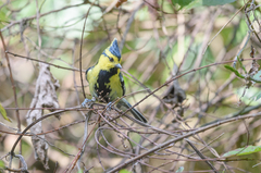 Machlolophus spilonotus