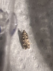 Bryotropha domestica