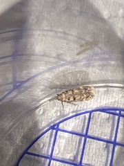 Bryotropha domestica