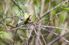 Machlolophus spilonotus