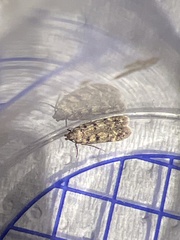 Bryotropha domestica