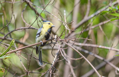 Machlolophus spilonotus