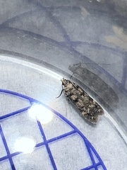 Bryotropha domestica