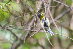 Machlolophus spilonotus