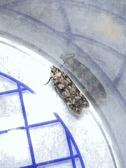 Bryotropha domestica