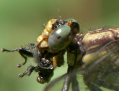 Phanogomphus descriptus