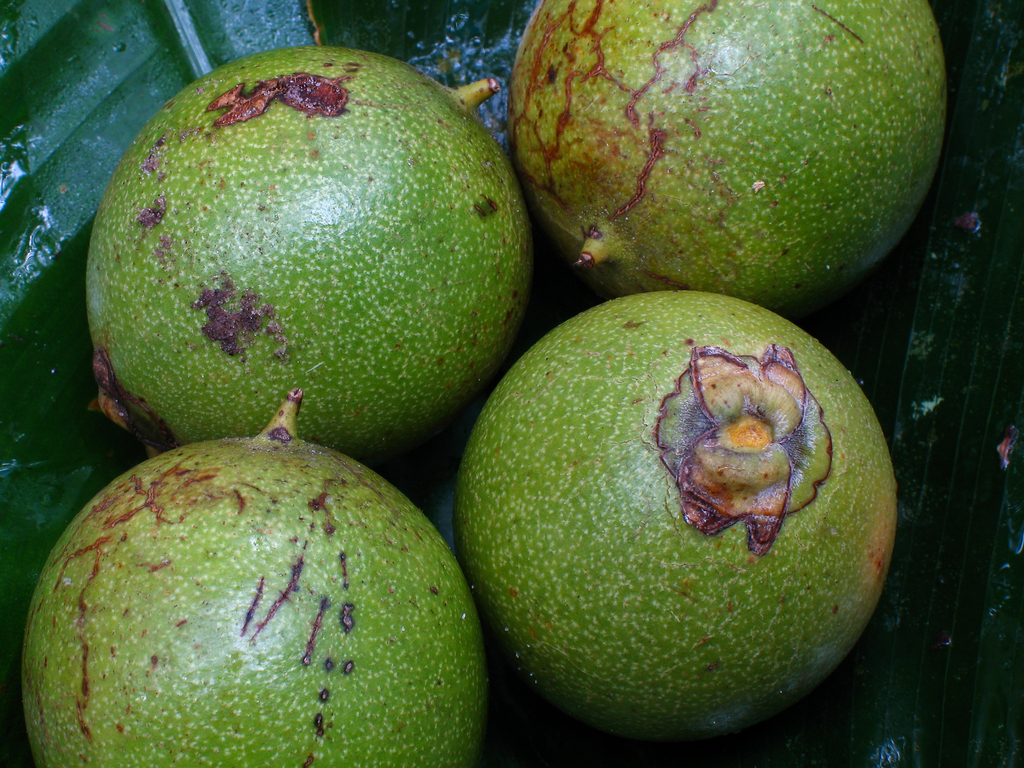 Astrocaryum tucuma; photograph author not stated, no rights reserved