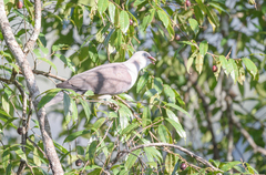 Ducula badia