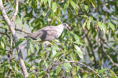 Ducula badia