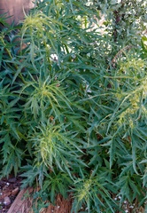 Datisca glomerata